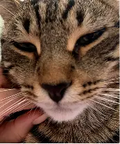 Bad example — too close, ears cut off