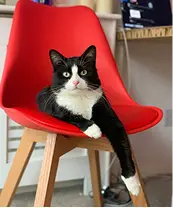 Good example — well-lit cat